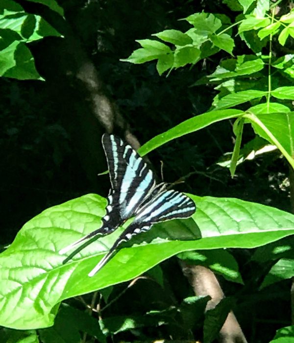 Zebra Swallowtail on Paw Paw leaf- Jon Wolz