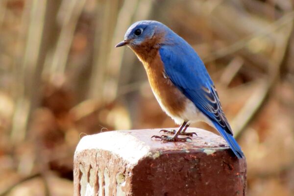 Bluebird by Amy Allen