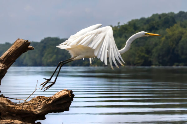 Egret where the Potomac at Seneca Breaks, just off from Violettes Lock (lock 23 at mile marker 21.2) by Mark Regan