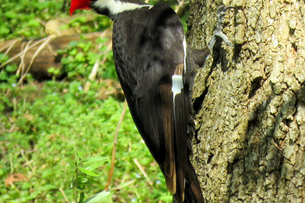 Woodpecker (Pileated Woodprecker)- MJ Clingan