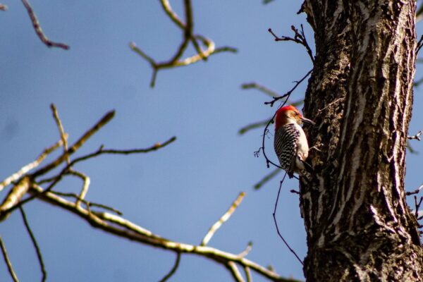 Pileated Woodpecker by Stephen Van Meter