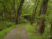 Patterson Creek Bridge