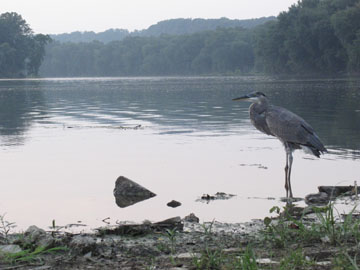Photo by Christine Lopez. A Great Blue Heron stands on the shore of the Potomac River on a misty day. 
