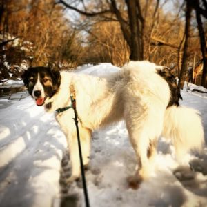 snow dog