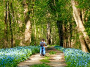 April’s Winner “Admiring the Bluebells”, Photo by MJ Clingan