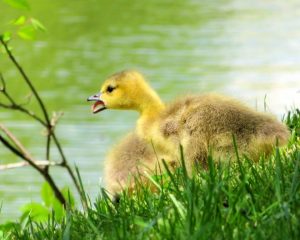 June’s Winner “First Honk”, Photo by Mj Clingan 