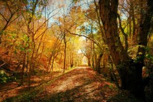 October’s Winner “On the trail near mile marker 99”, Photo by MJ Clingan 