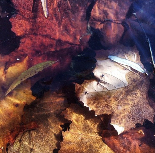 Frozen Leaves on Billy Goat Trail A - Kelly Holland