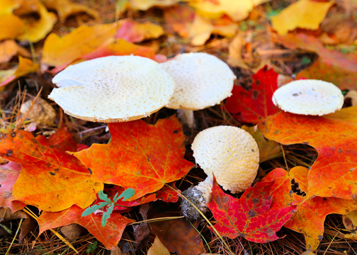 Mushrooms Near Mile Marker 99 - MJ Clingan