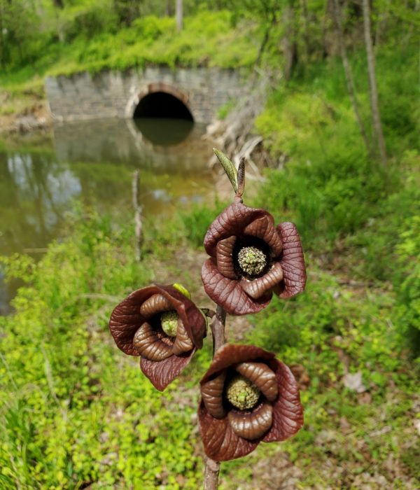 'Paw Paw Blossoms by Muddy Branch and Culvert #30' by Jon Wolz