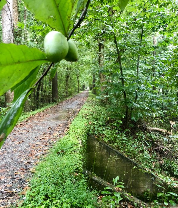 Way Down Yonder in the Paw Paw Patch - Jeffery Orner