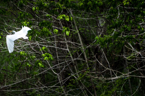 Egret at Chain Bridge by Bruce Lemieux