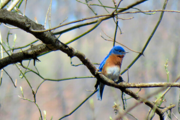 Eastern Blue Bird - MJ Clingan