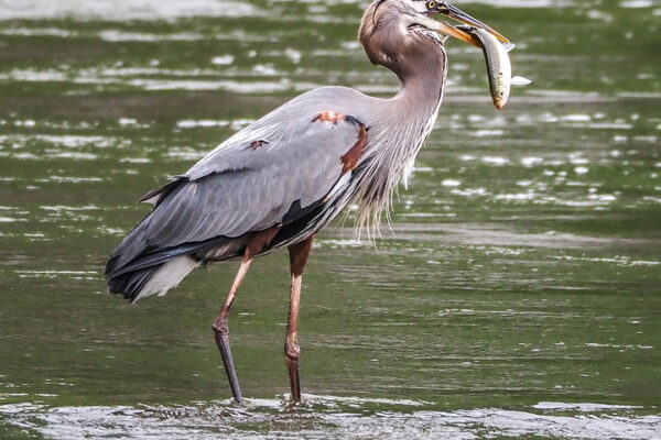 Great Blue Heron at Pennyfield Lock by Bruce Lemieux
