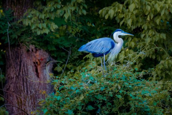 The flight of the Mighty Heron - Near Lock 5, Bethesda, MD by Vinod Thomas