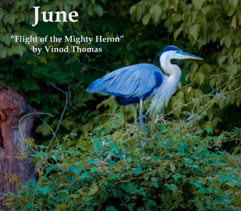 The flight of the Mighty Heron - Near Lock 5, Bethesda, MD by Vinod Thomas