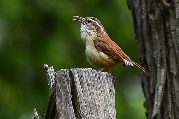 Carolina Wren singing on his pedestal- Near Mile Marker 56 by Eric Stuyck