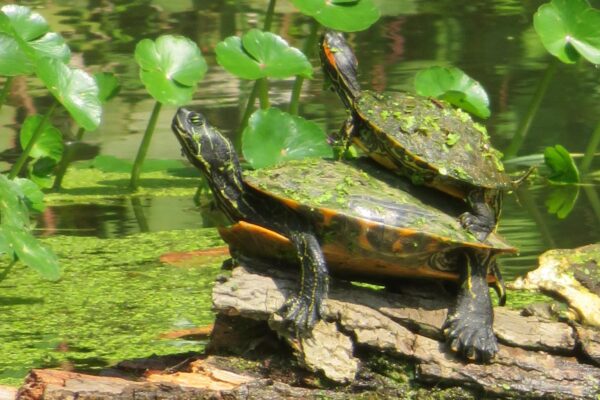 Turtle Fun 9.12.21 (near Pennyfield Lock) by Sue Roosma