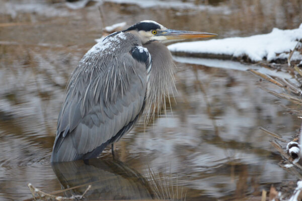 Heron Having a Think by Michelle Holshue