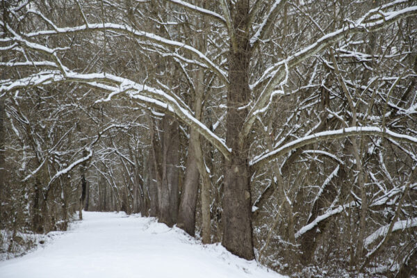 Snowy Towpath - Antietam Creek Campsite by Ellen Kinzer