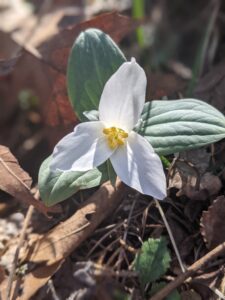 Snow trillium, Trillium nivale