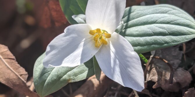 Snow trillium, Trillium nivale
