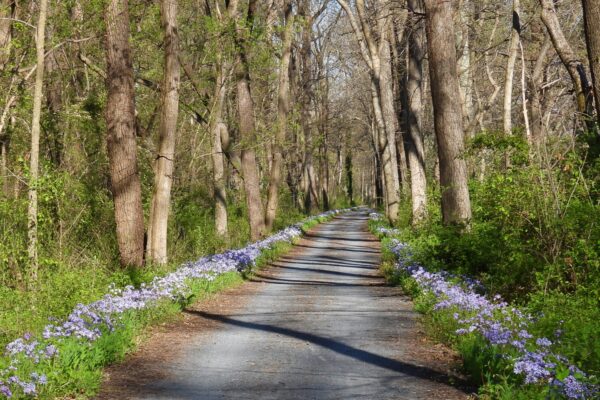 Spring Flowers between Sycamore Landing and Rileys Lock by Kelly Hilton