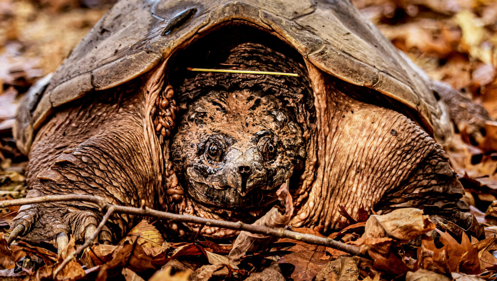 Where do the Turtles Go During the Winter? C&O Canal Trust
