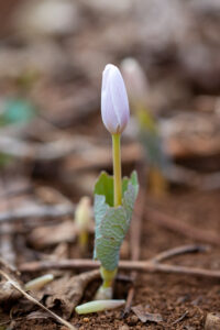 Bloodroot