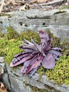 Rockcress