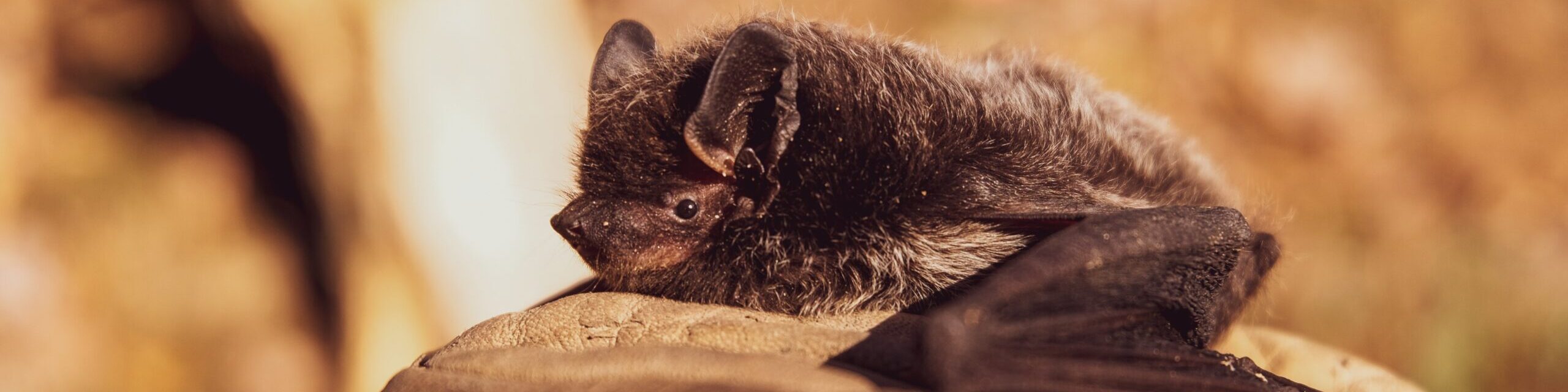 Bat-tastic Fun Facts