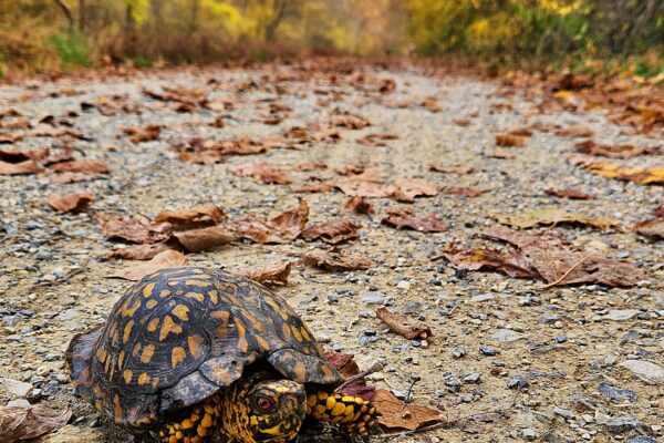 Box Turtle below Violettes Lock by Kelly Hilton