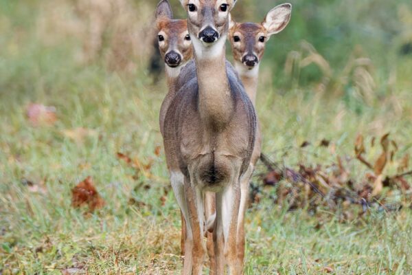 Don't Worry Momma, We've Got Your Back by Timothy Bates