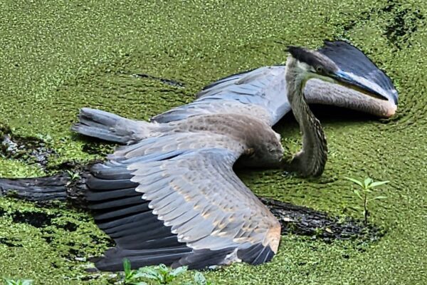 Heron and Algae by Lane Blumenfeld