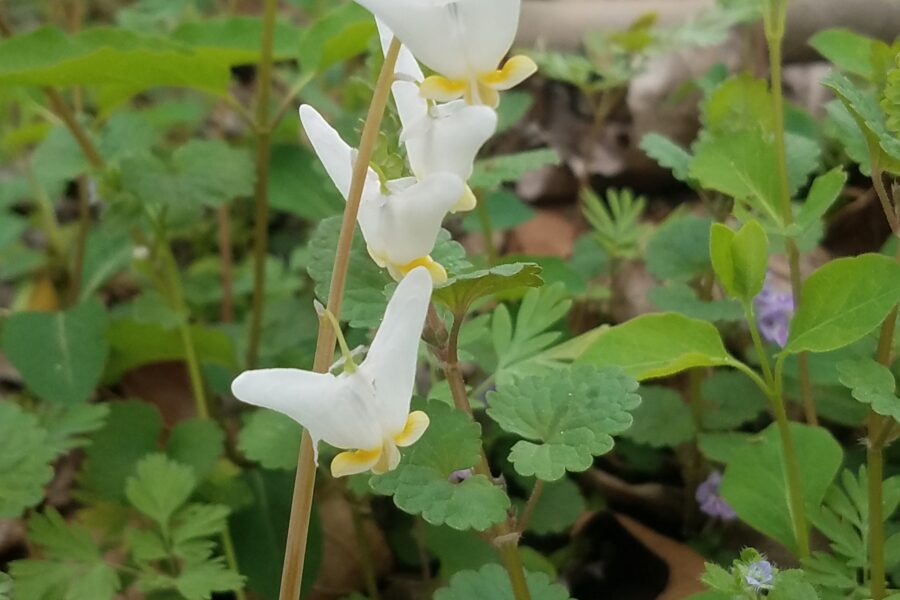 April Native April is Native Plant Month β C&O Canal Trust