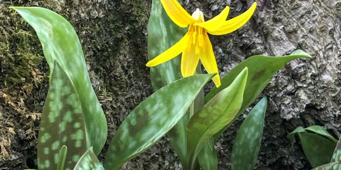 Trout Lily (flower)