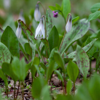 Trout Lily in bloom