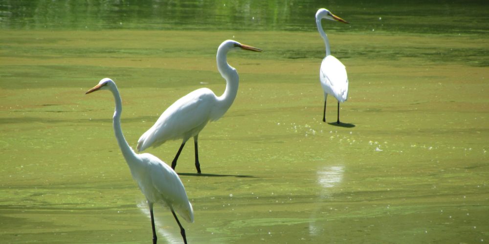 Dierssen Waterfowl Sanctuary - Lucy Uncu